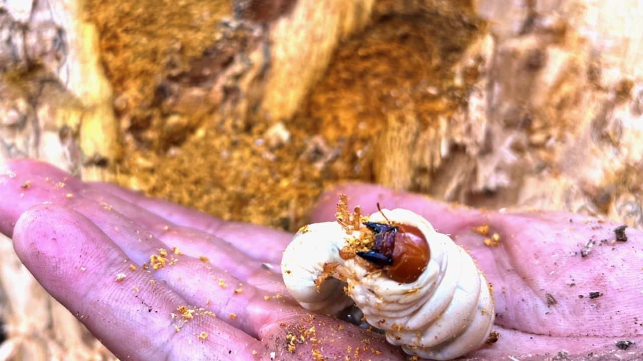 【衝撃の結果に】天然オオクワを見た事がない鹿児島の友人を楽園へ連れて行ってみた