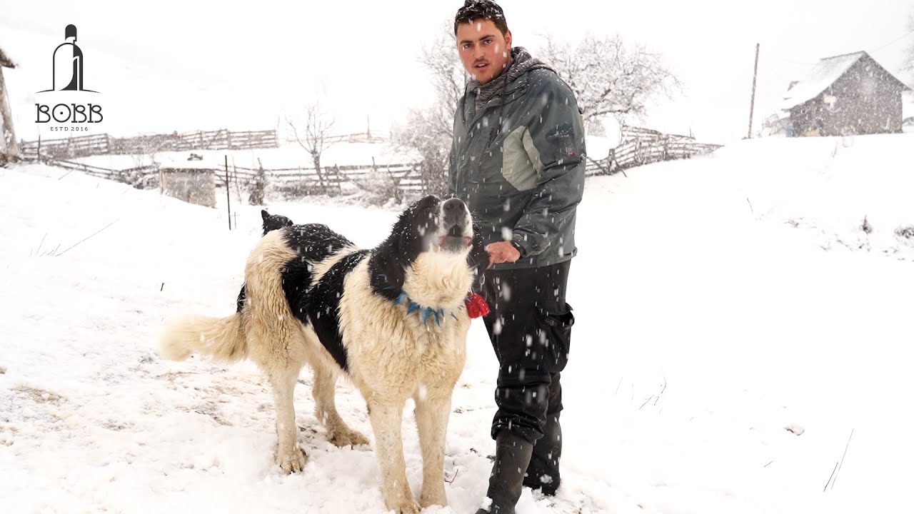 Câini ciobănești de BUCOVINA | Clopote vechi de 50 de ani | 2 teptare au putrezit într-o vară la oi