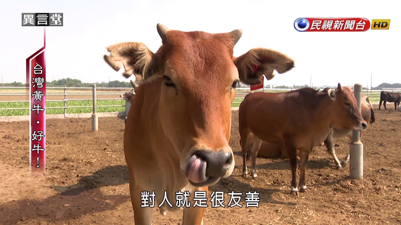 2017.10.28【民視異言堂】台灣黃牛‧好牛！