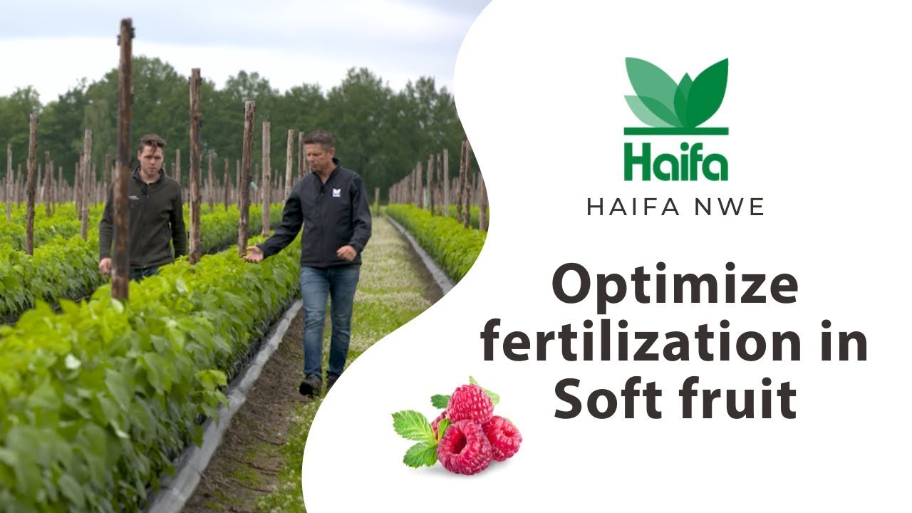 Optimize fertilization in Soft fruit