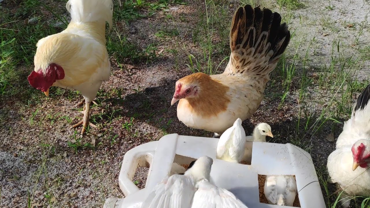 feeding baby chickens hens and roster - funny chicks