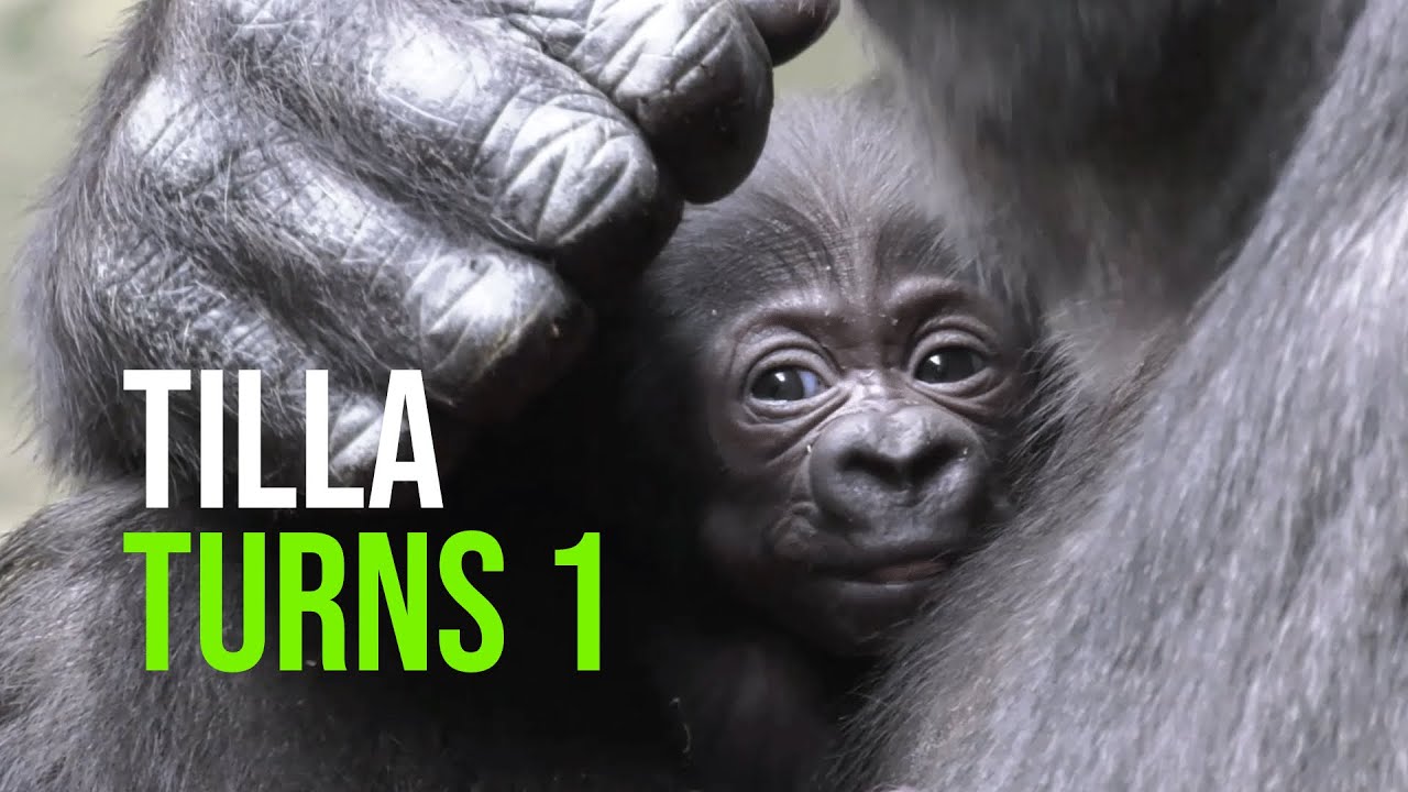The First Year In Tilla's Life!