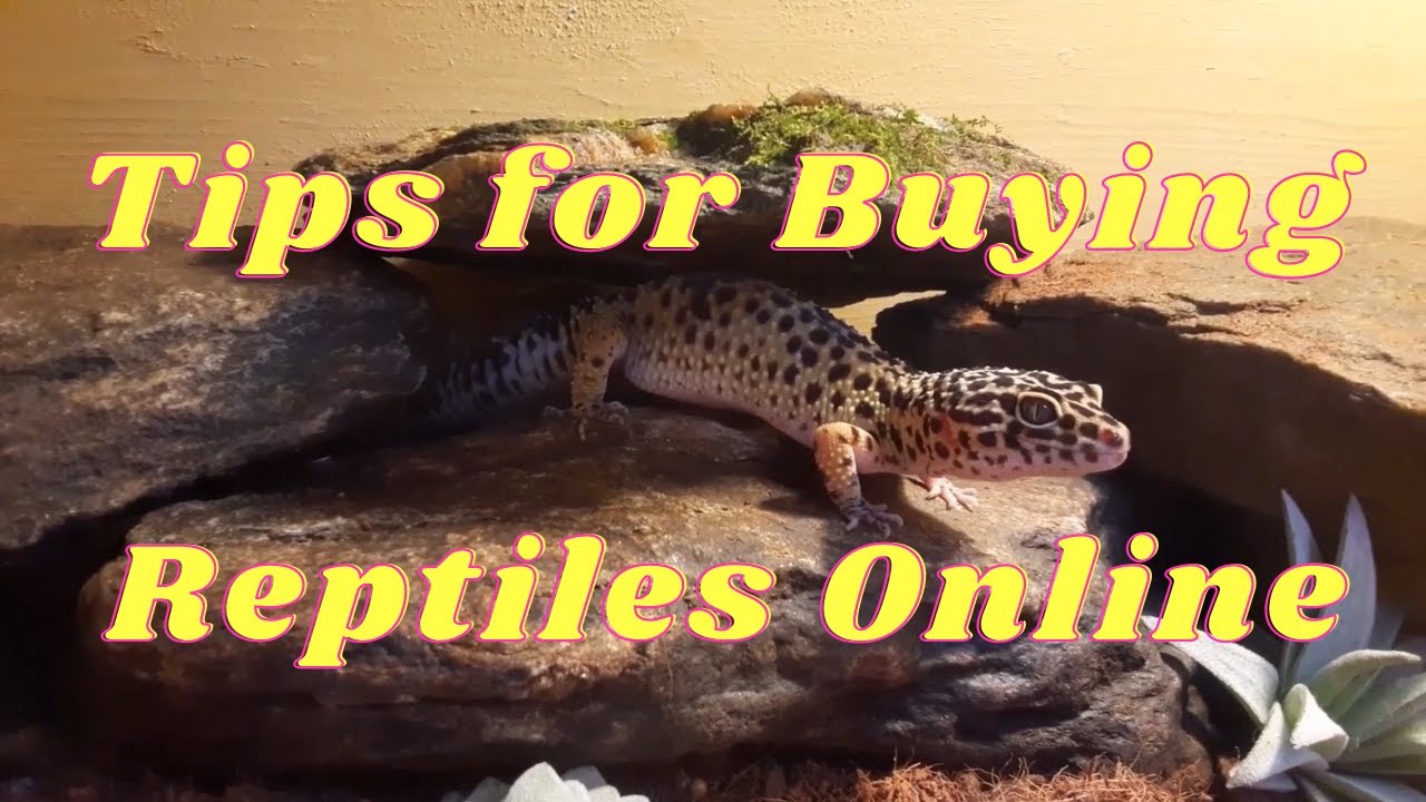 Where to buy a pet snake with tips on buying reptiles online