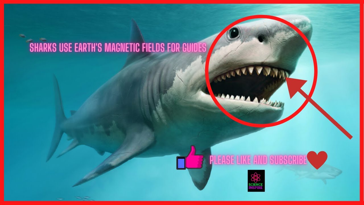 Sharks use Earth's magnetic fields for guides