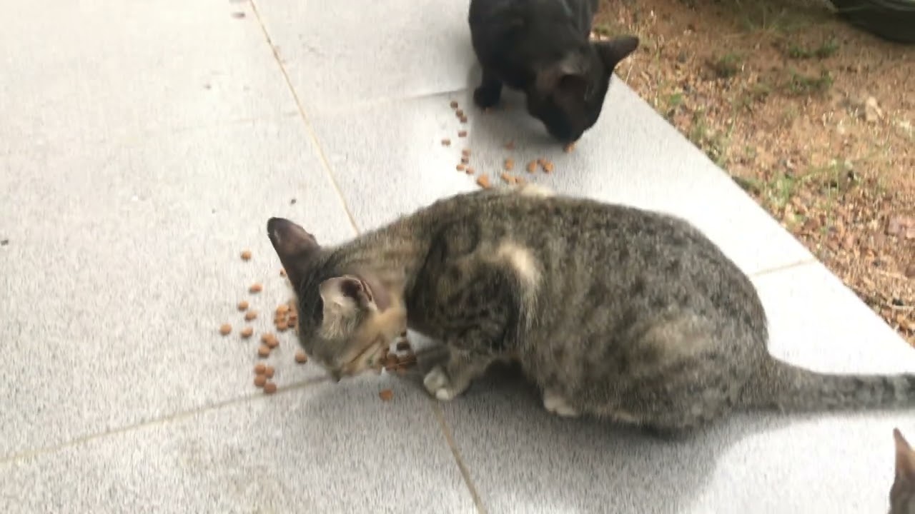 “Cats Eating Together Compilation – Cute Kitty Moments”