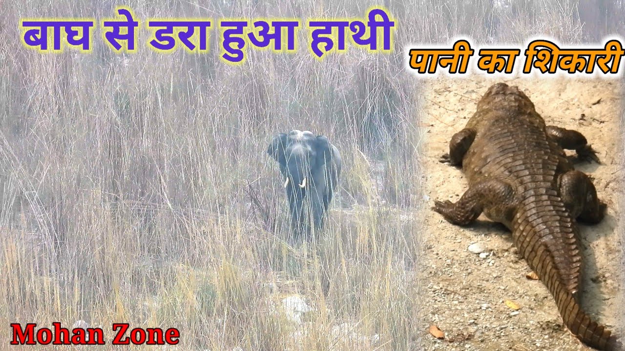 Safari se pehle hi Dikh gya Tuskar Elephant 🐘 Crocodile 🐊