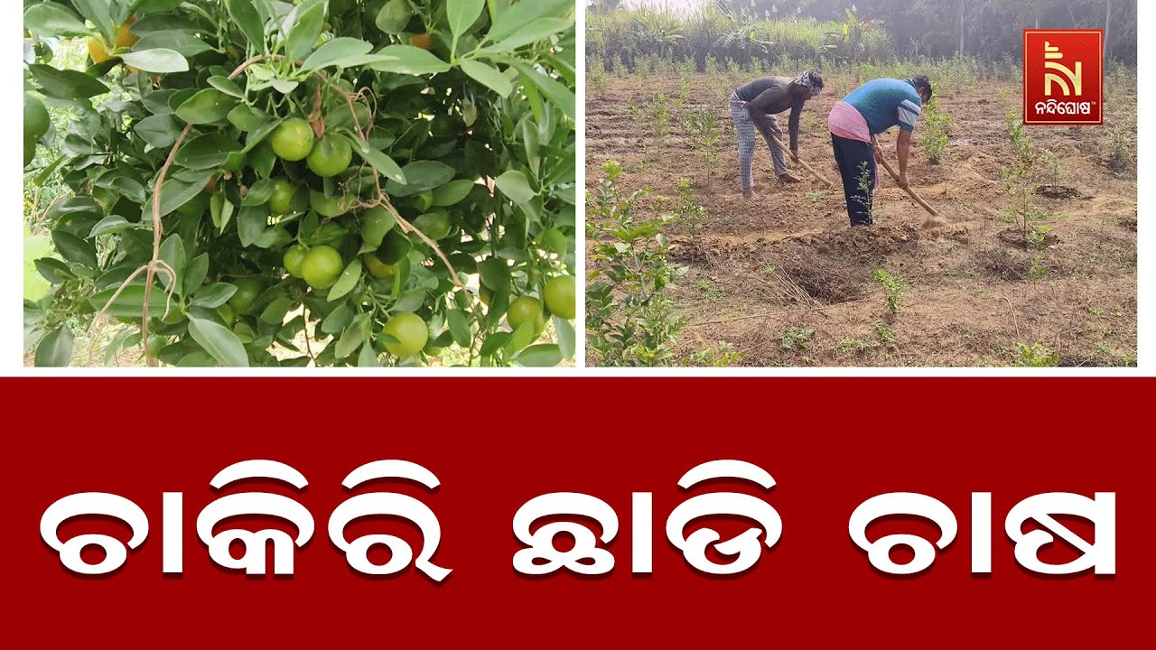 From Job to Farming! Educated Youth Redefines Farming as a Profitable Business in Odisha | NTv