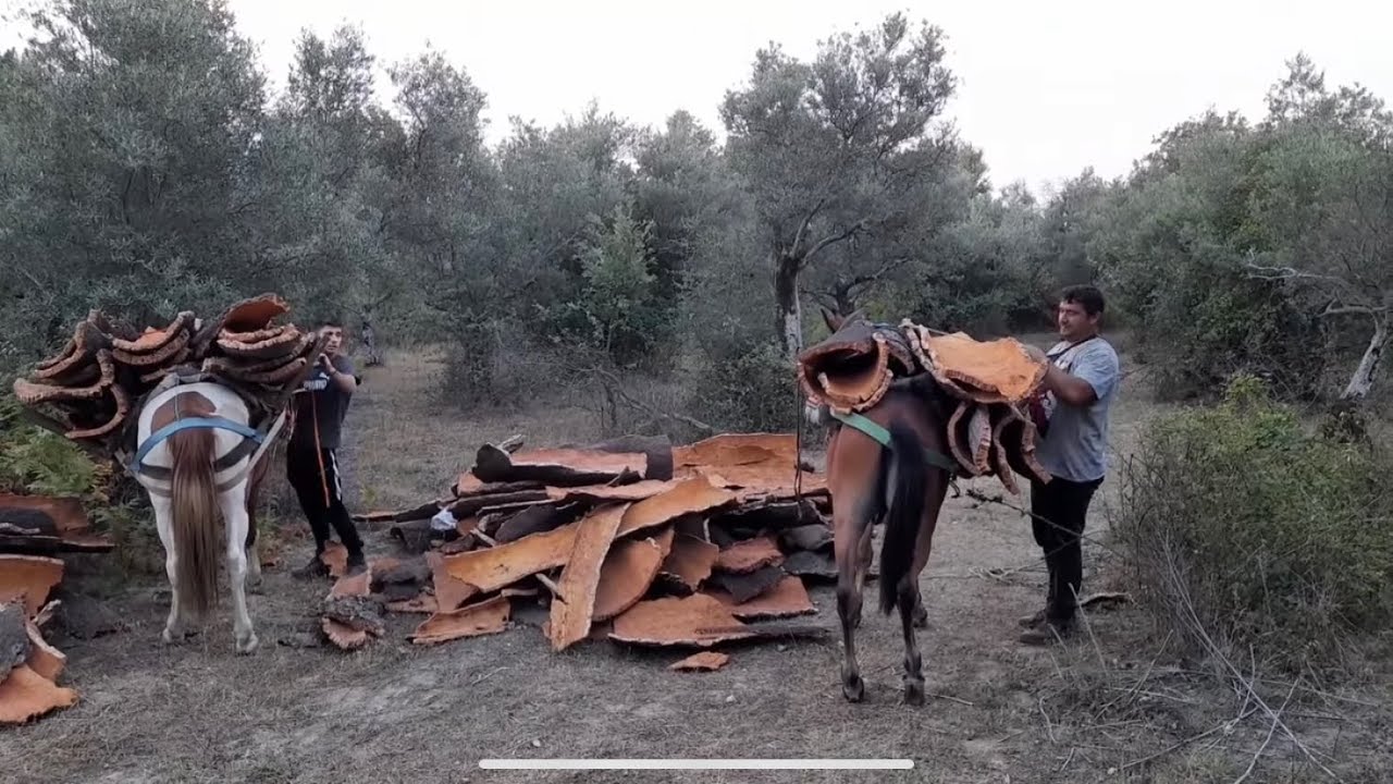 Autóctonos mirar como sube Rogelio por los canchales.