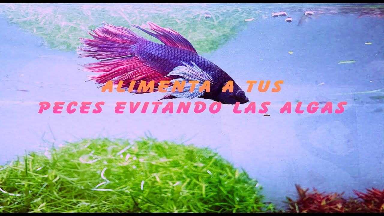 Evita las algas: alimentación de peces