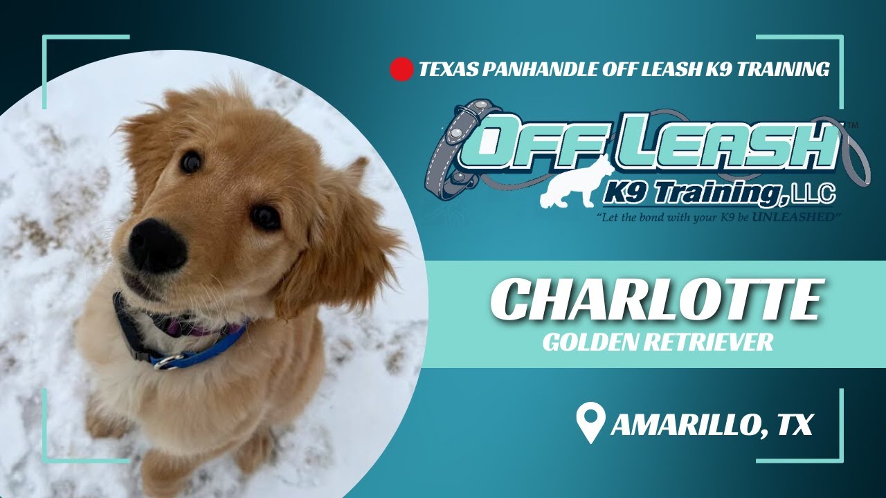 Charlotte , the 12wo Golden Retriever | Best Dog Trainers in Amarillo Texas