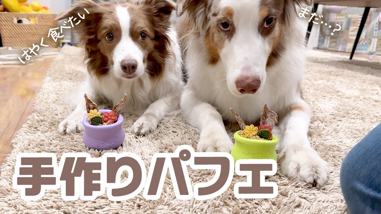 リリガルが大好きなママのオリジナルパフェと好きな味チェックの試食会をするよ🍴🐶💕【ボーダーコリー×オーストラリアンシェパード】
