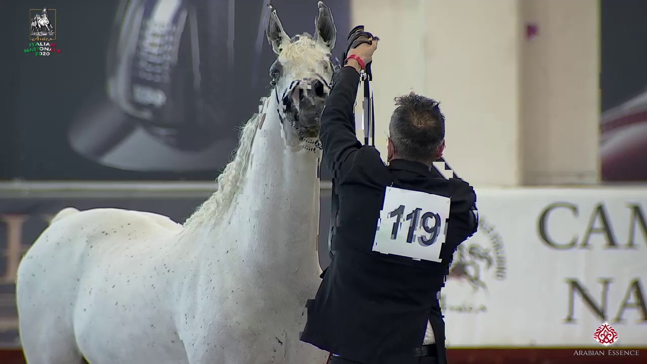 N 119 ARETUSA SHAHEER   Italian Nationals 2020   San Giovanni In Marignano   Stallions 10+ Years Old