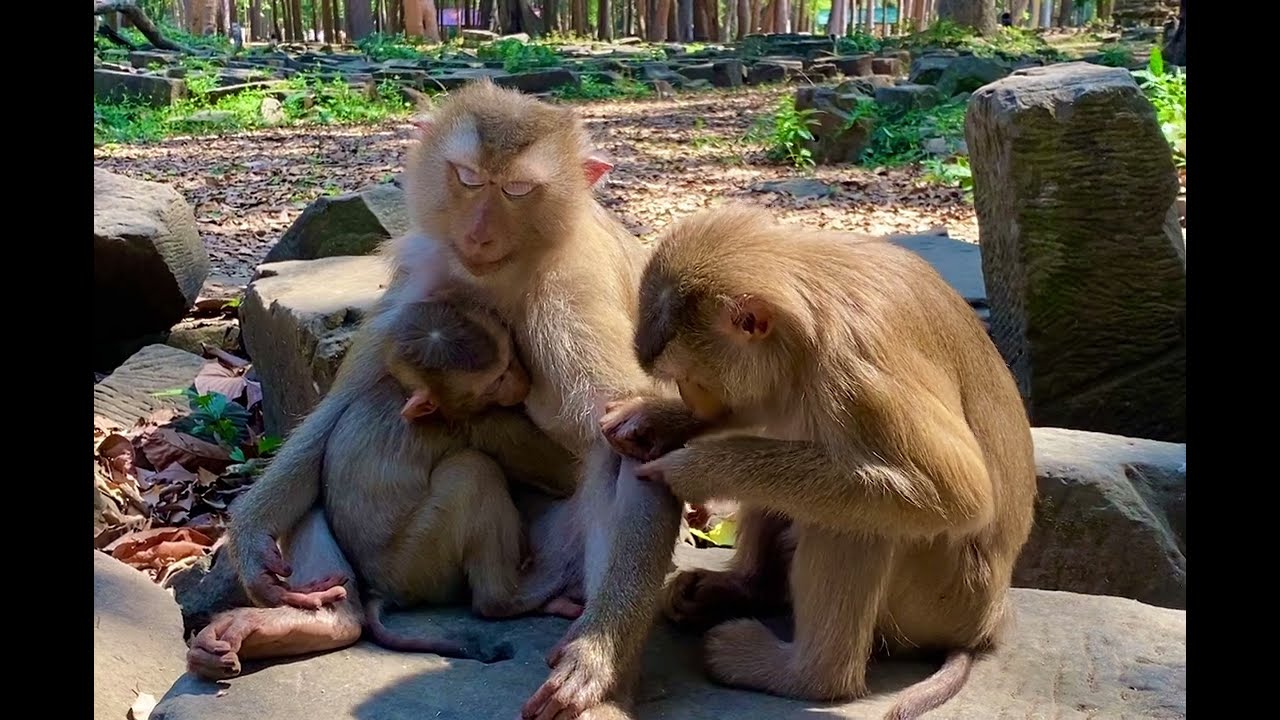 Lovely baby monkey so cute With mom monkey so cute #babymonkey 