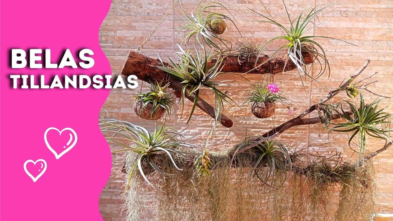 Como cultivar TILLANDSIAS / Lindas ideias de arranjos / Jardinagem
