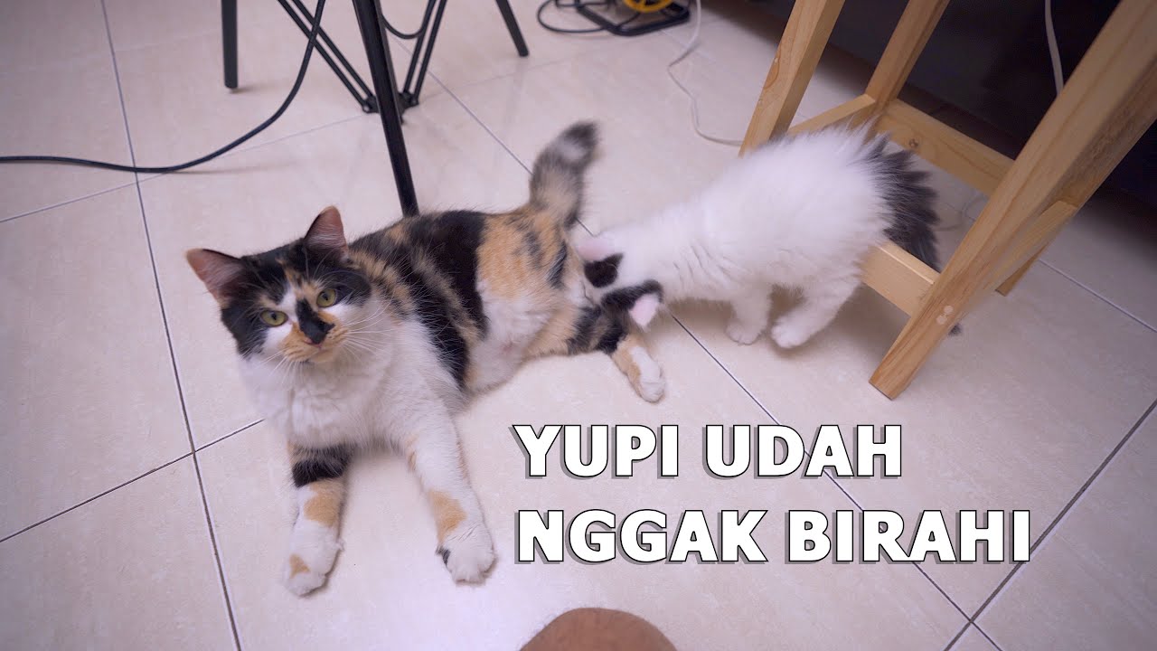 Cara Meredakan Birahi Kucing Betina (YUPI)