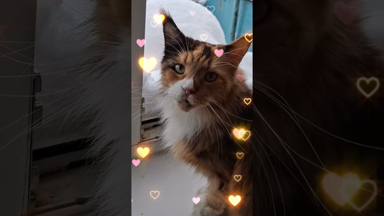 #котик #cat #kitten #красиваякошка #кошка #веселыекоты #cutecat #милота #милота #мейнкун #mainecoon