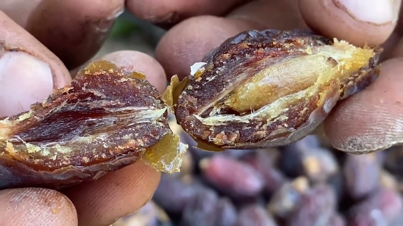 أصناف التمور العراقية النادرة/ ساعي