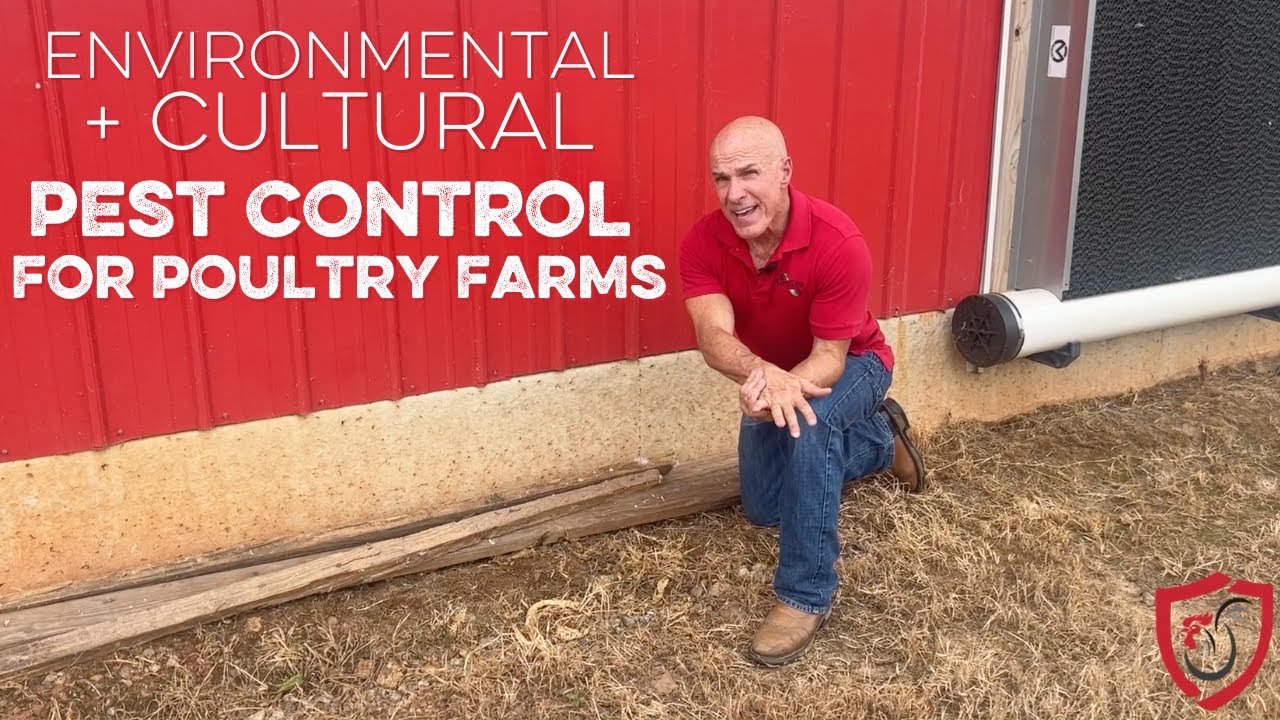 Environmental Pest Control in Poultry Farms