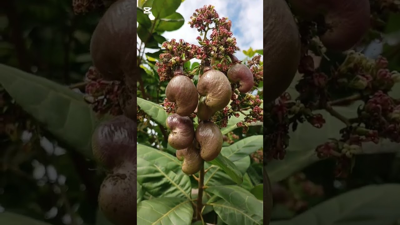 មុនប្រើជីបំប៉នលើដំណាំចន្ទីឲ្យចំគោលដៅចំណេញថវិកានិងបានផលច្រើនត្រូវស្គាល់ពូជចន្ទីឲ្យបានច្បាស់សិន