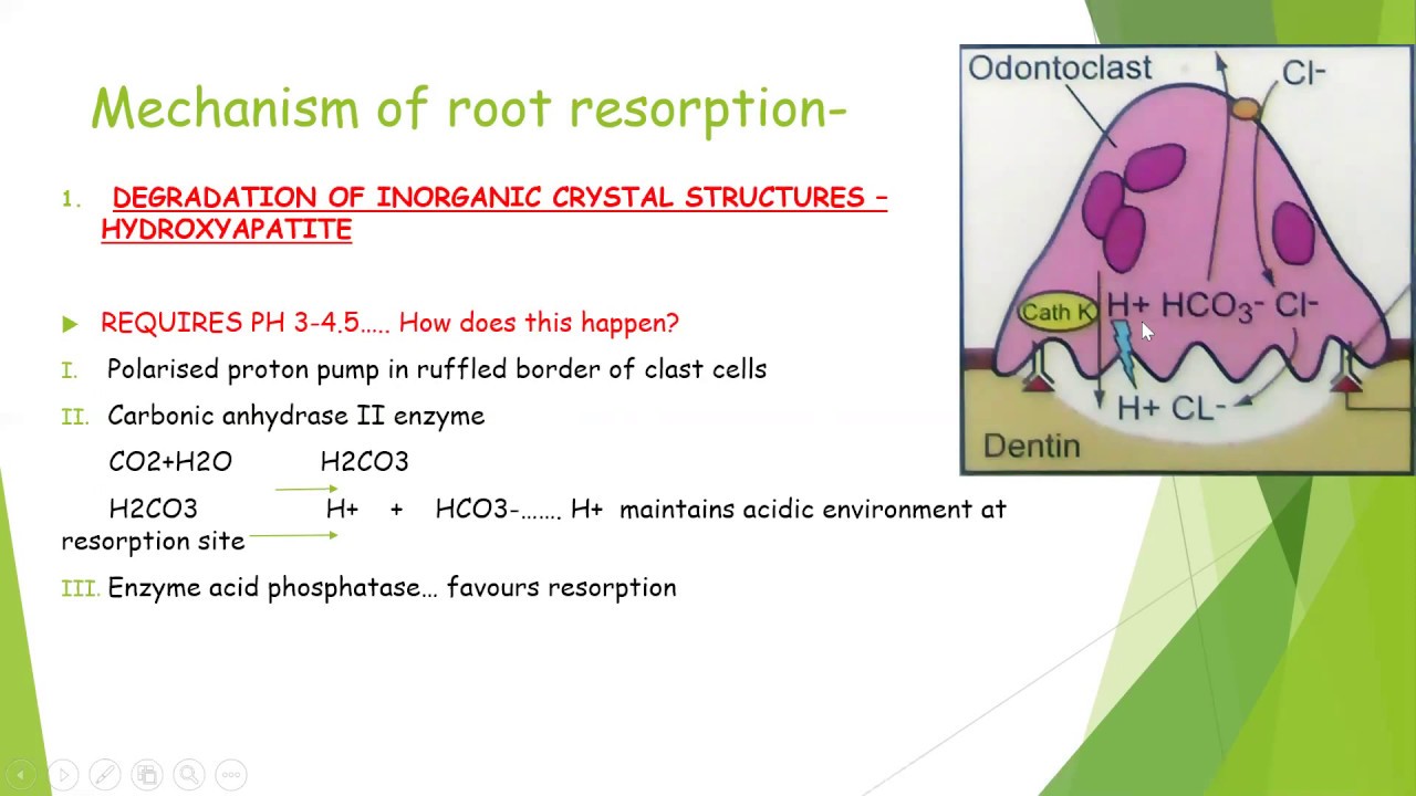 Dental root resorption