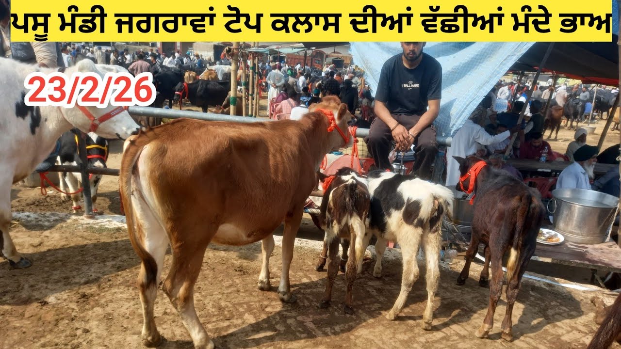 ਪਸ਼ੂ ਮੰਡੀ ਜਗਰਾਉਂ ਵੱਛੀਆਂ ਹੀ ਵੱਛੀਆਂ ਮੰਦੇ ਭਾਅ || pashu mandi jagraon today ||