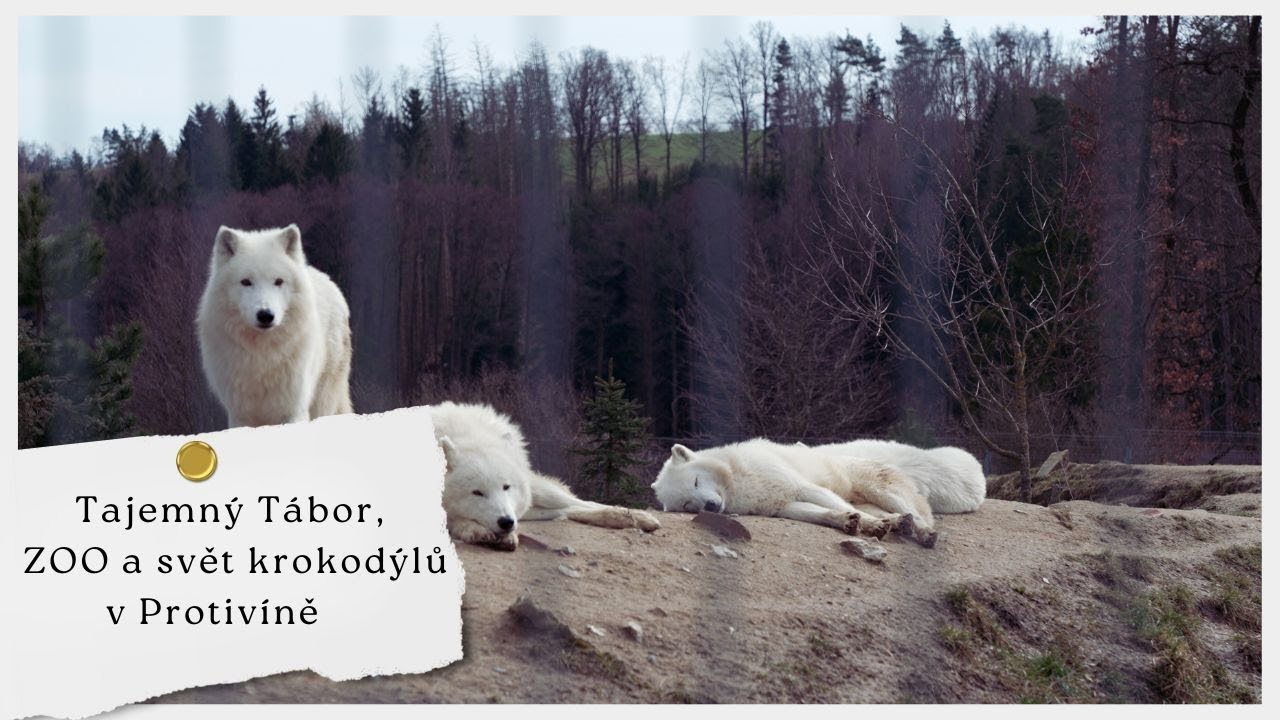 Tábor, ZOO Tábor a Krokodýlí ZOO Protivín. Výlet do Jihočeského kraje