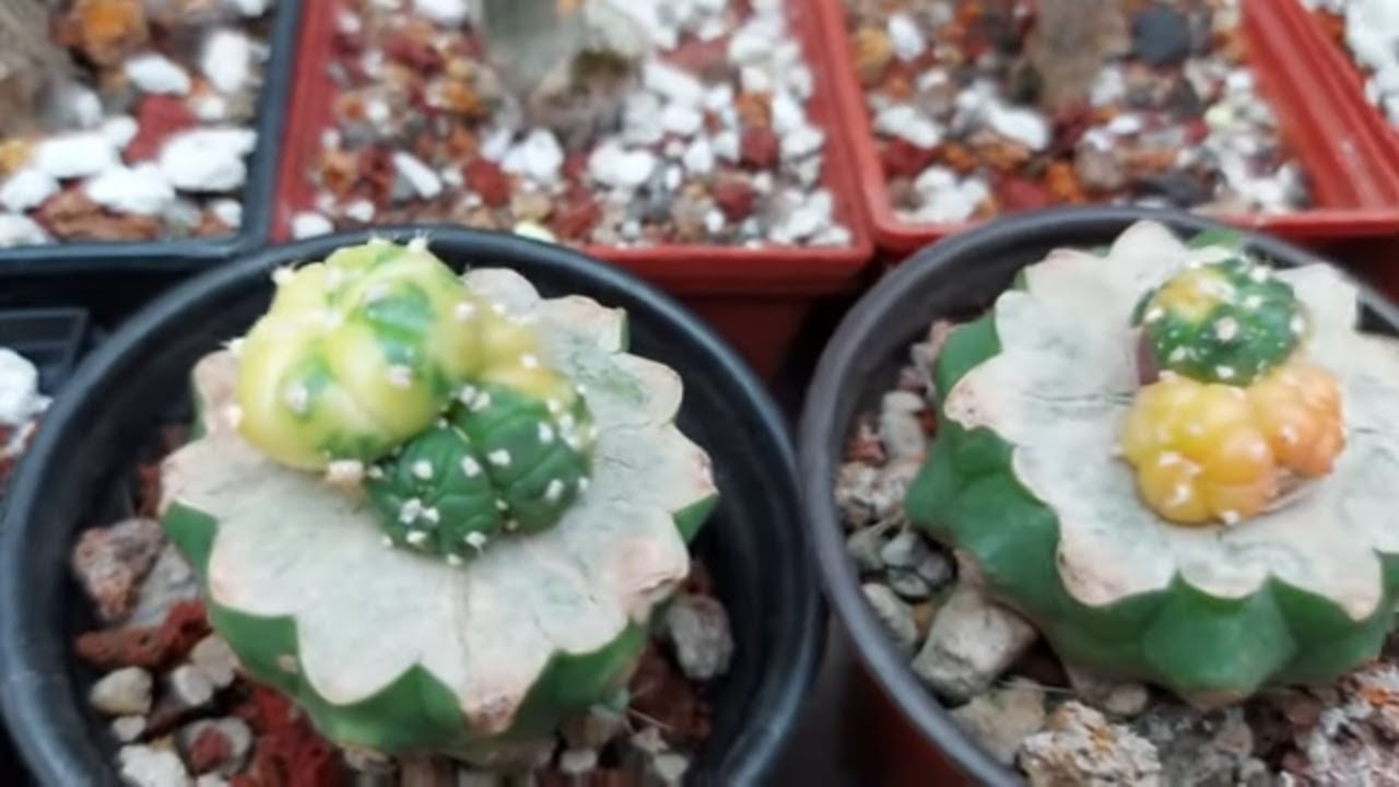 MUY EMOCIONANTE semillas a 1 mes de germinadas