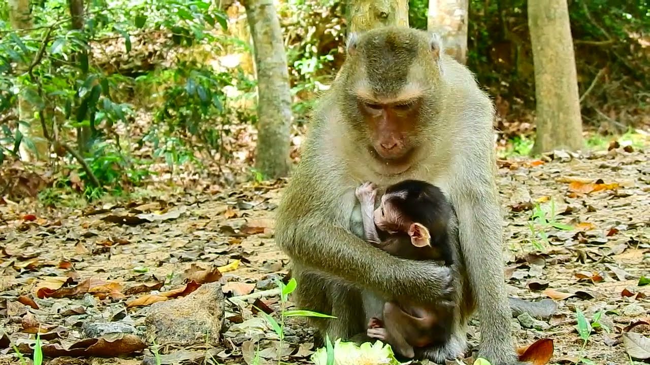 Nice    Monkey Belley look good in start alert to unknow warning sound and action around, because