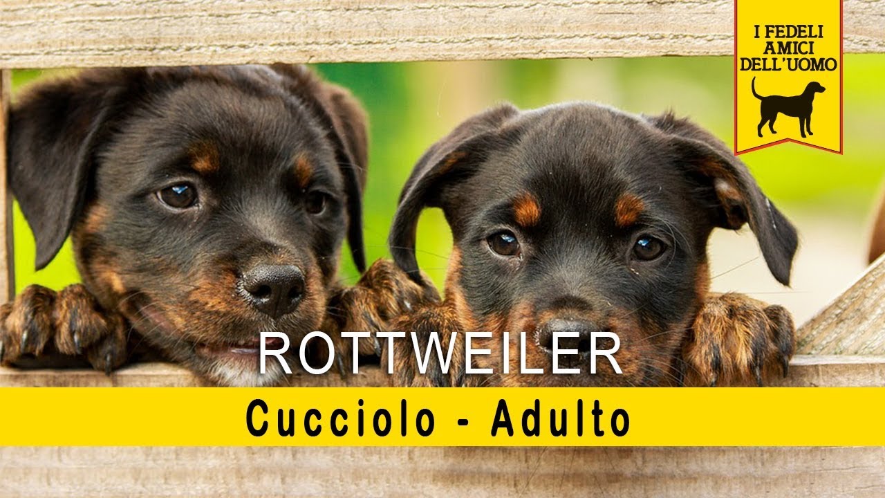 Rottweiler - Cucciolo - Adulto
