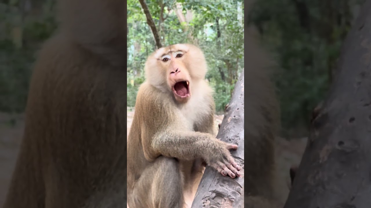 Cute monkey 