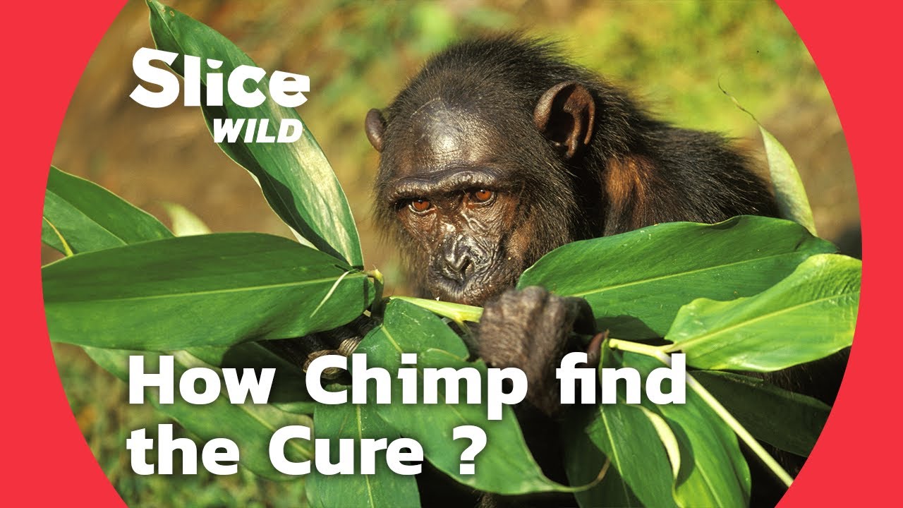 How do wild animals heal themselves organically? | AI