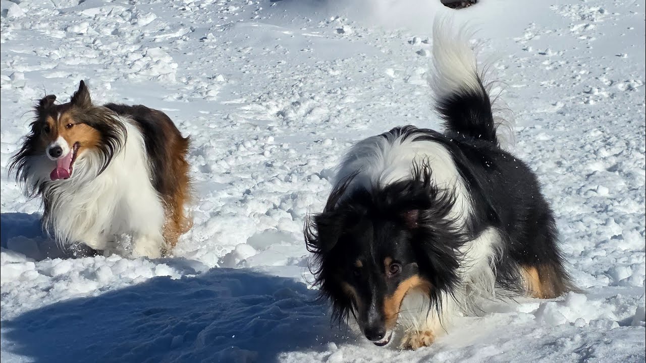 My 3 Crazy Shelties Love The Snow/Ice🧊❄️  They Live To Climb Mountians! 