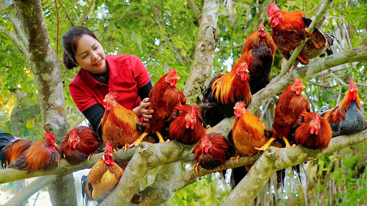 Harvesting Chicken Dance Goes To Market Sell - COOK FULL CHICKEN DEEP FRY - Linh - Free Bushcraft