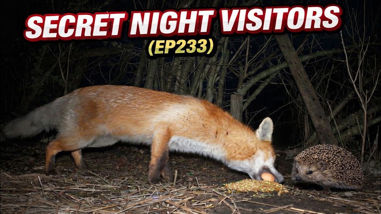 Backyard Night Vision Wildlife Camera – After Dark 🦊🐈🦔 (EP 233)