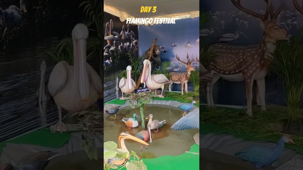 Flamingo