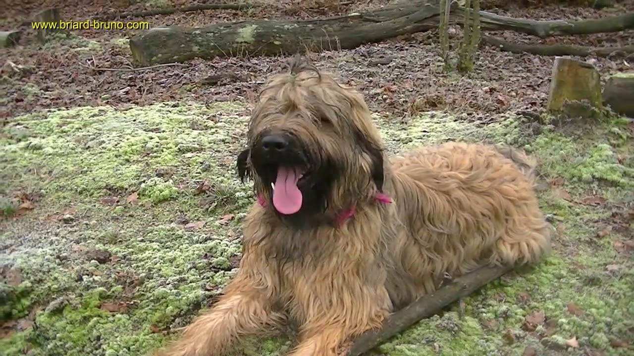 Bruno, unser Briard in der Heide bei  -2°C , mit Eispfütze