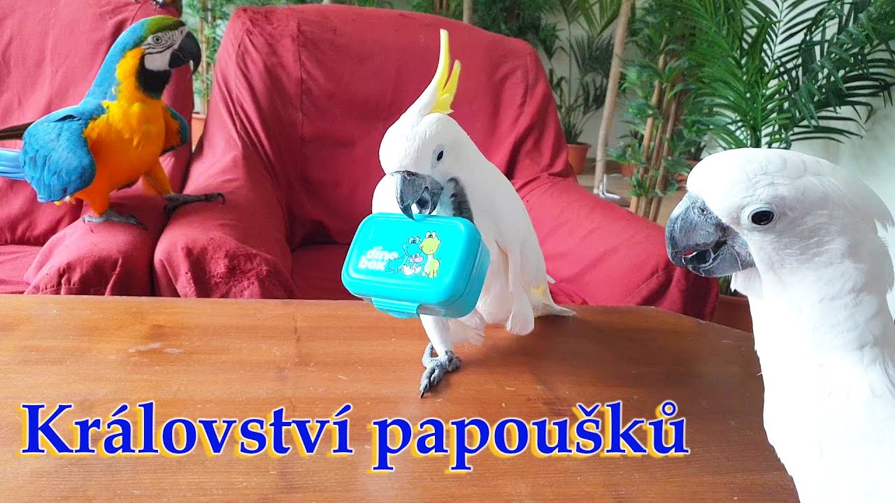 501 - Kdo z arů a kakadu otevře krabičku s ořechy?