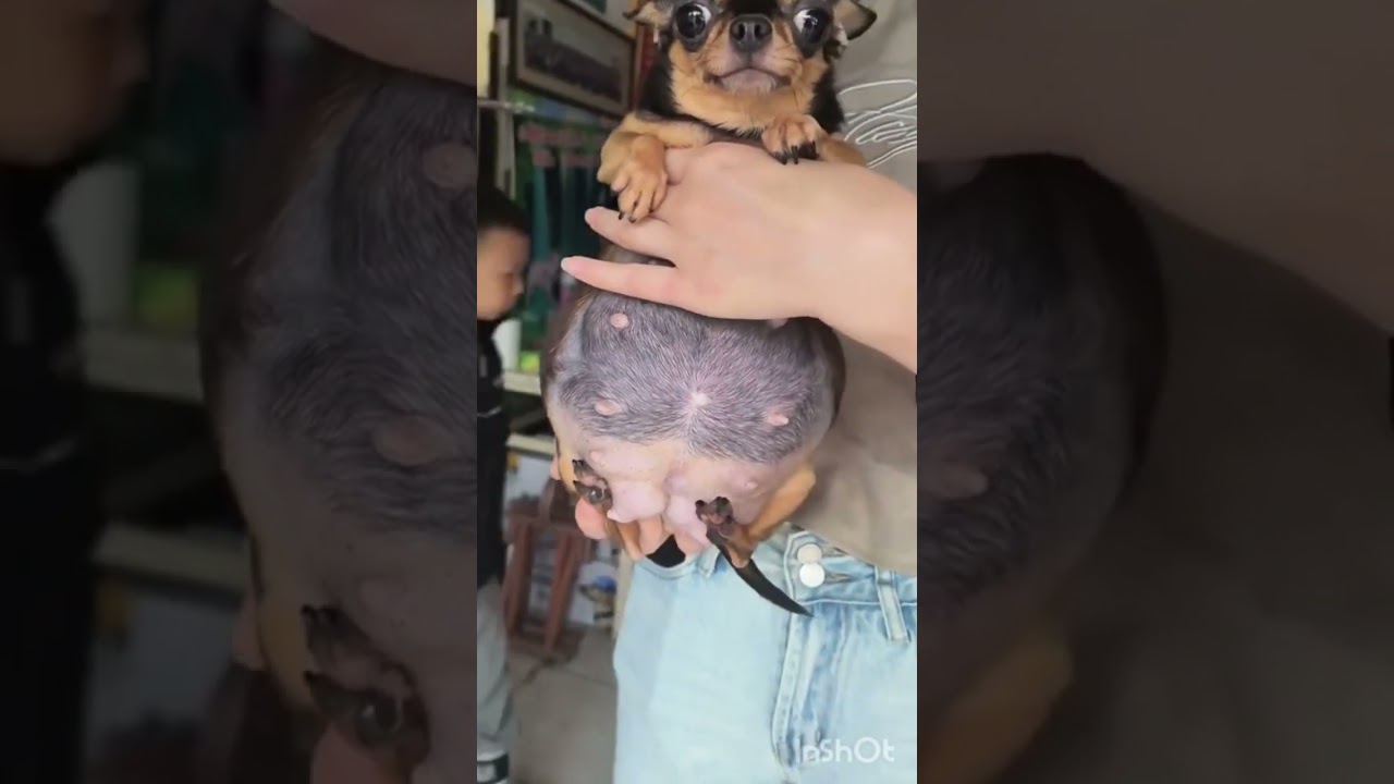 Chihuahua incinta di 10 cuccioli ❤️🐾 #chihuahua