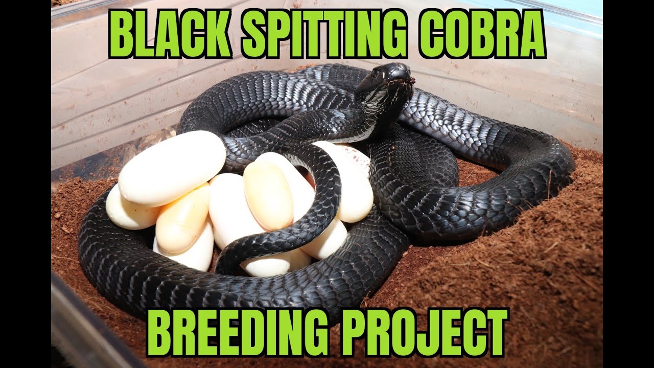 Black Spitting Cobra (Naja nigricincta woodi) breeding project