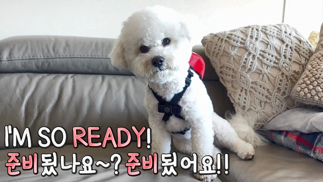 Spying on Bichon's first day of Doggy Daycare! SOM-thing Special Playtime