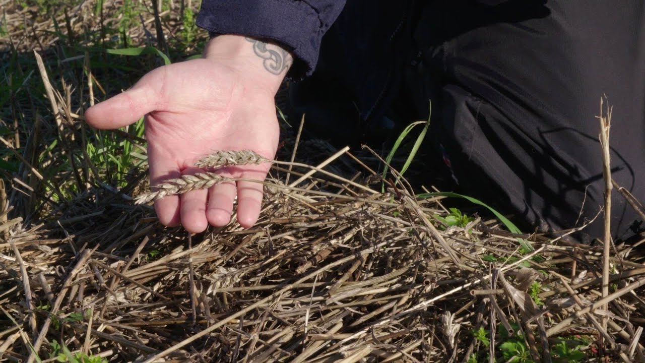RSPB NI Advisory: Retaining winter stubbles as part of DAERA’s Environmental Farming Scheme