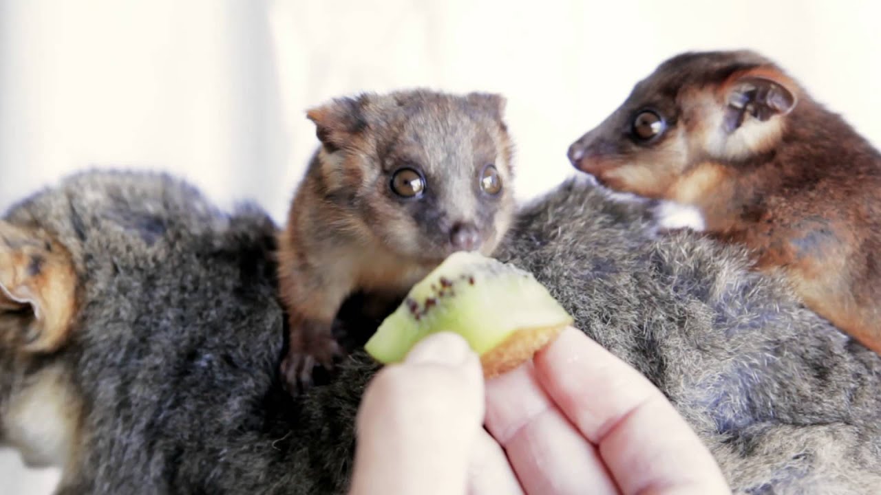 Too cute to watch, ring-tailed possum twins ‪#&lrm;zoobabies‬ photoshoot.