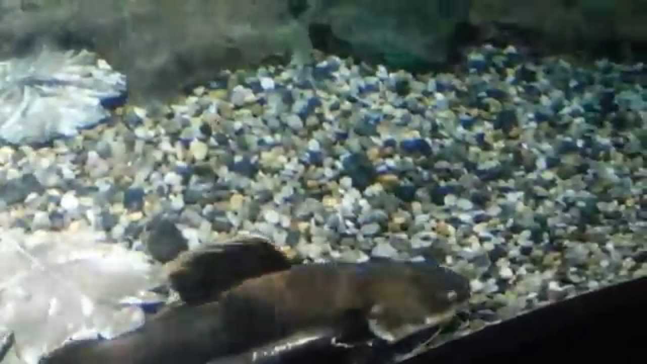 Redtail catfish @ Aquaria KLCC