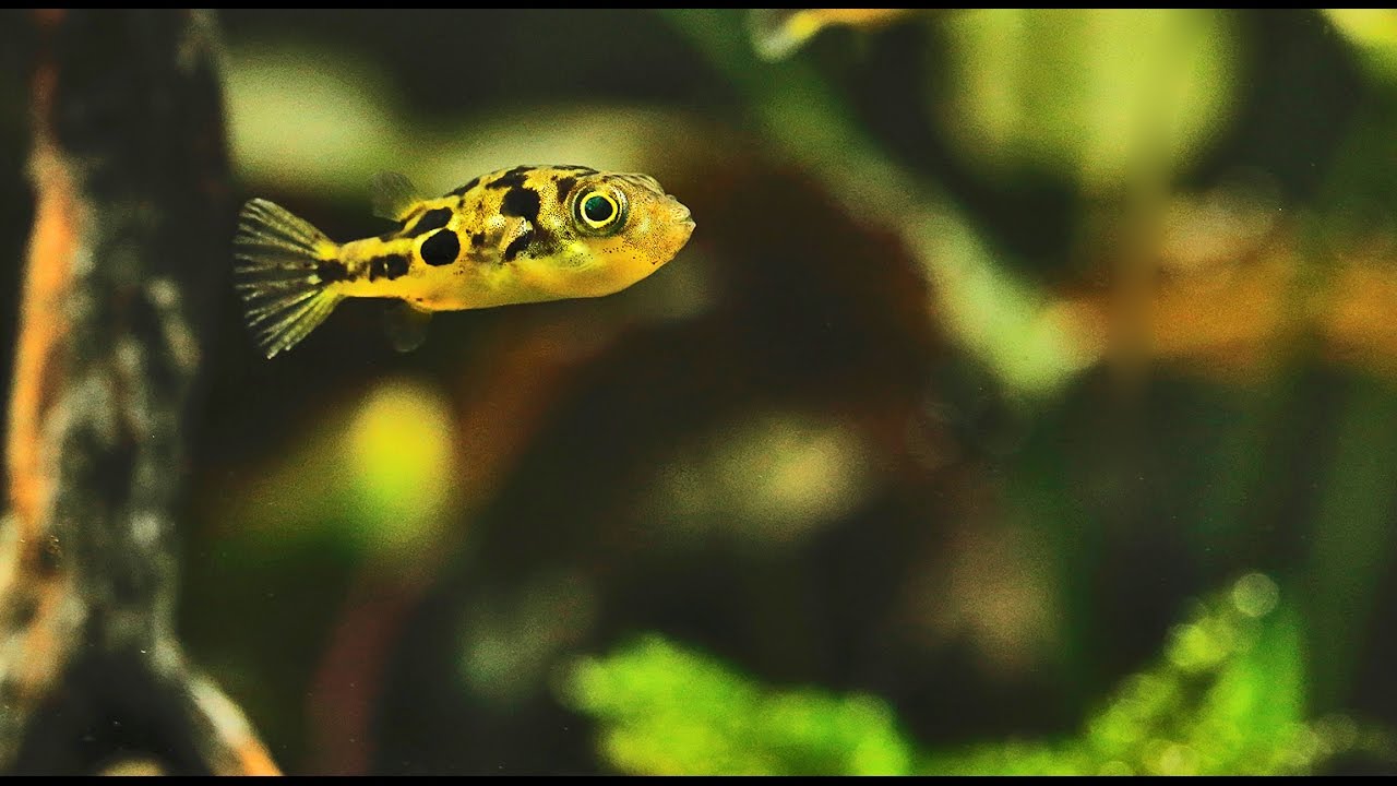 Dwarf pufferfish nano aquascape with Dennerle plants