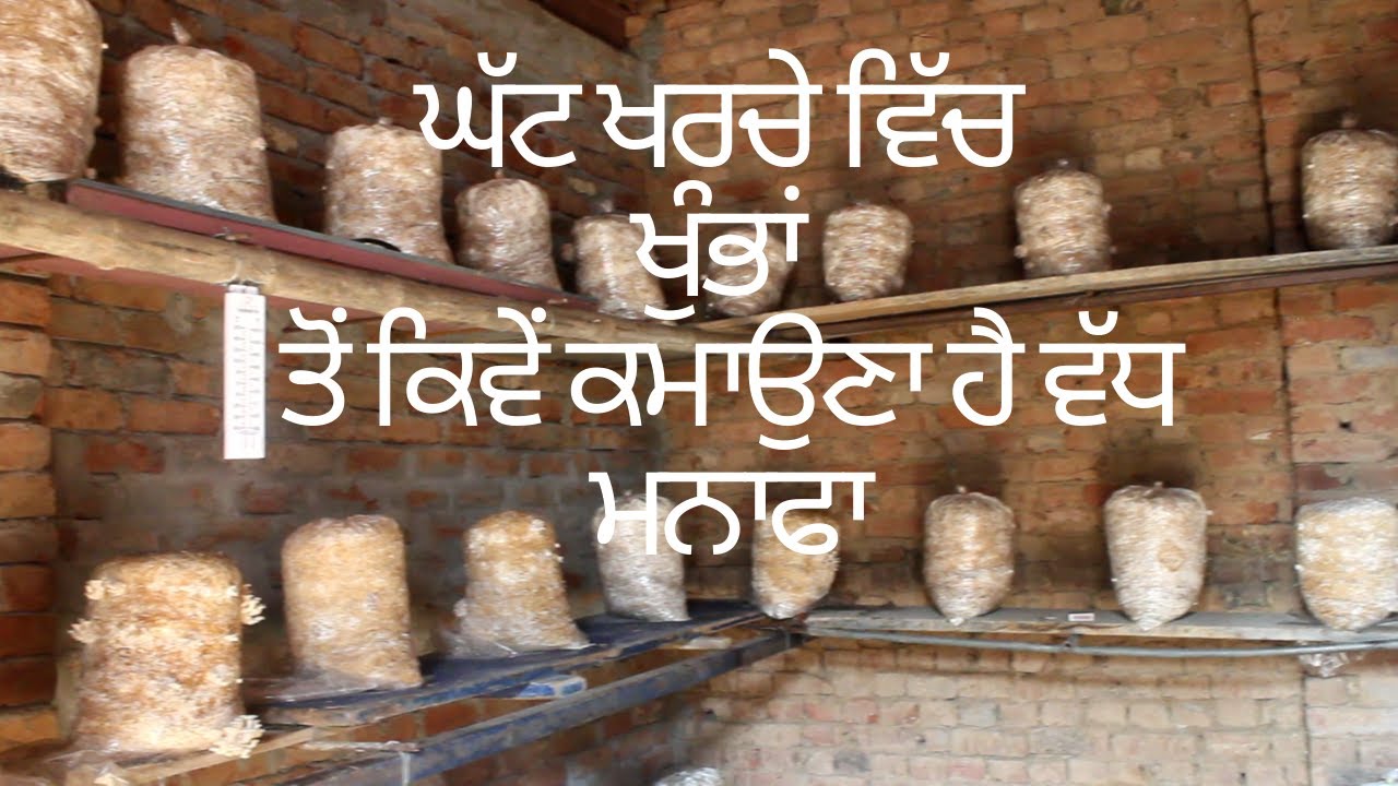 ਘੱਟ ਖਰਚੇ ਵਿੱਚ ਖੁੰਭਾਂ ਤੋਂ ਕਿਵੇਂ ਕਮਾਉਣਾ ਹੈ ਵੱਧ ਮਨਾਫਾ