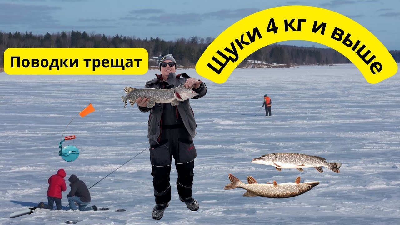 ЖЕРЛИЦЫ,БОЛЬШИЕ ЩУКИ!