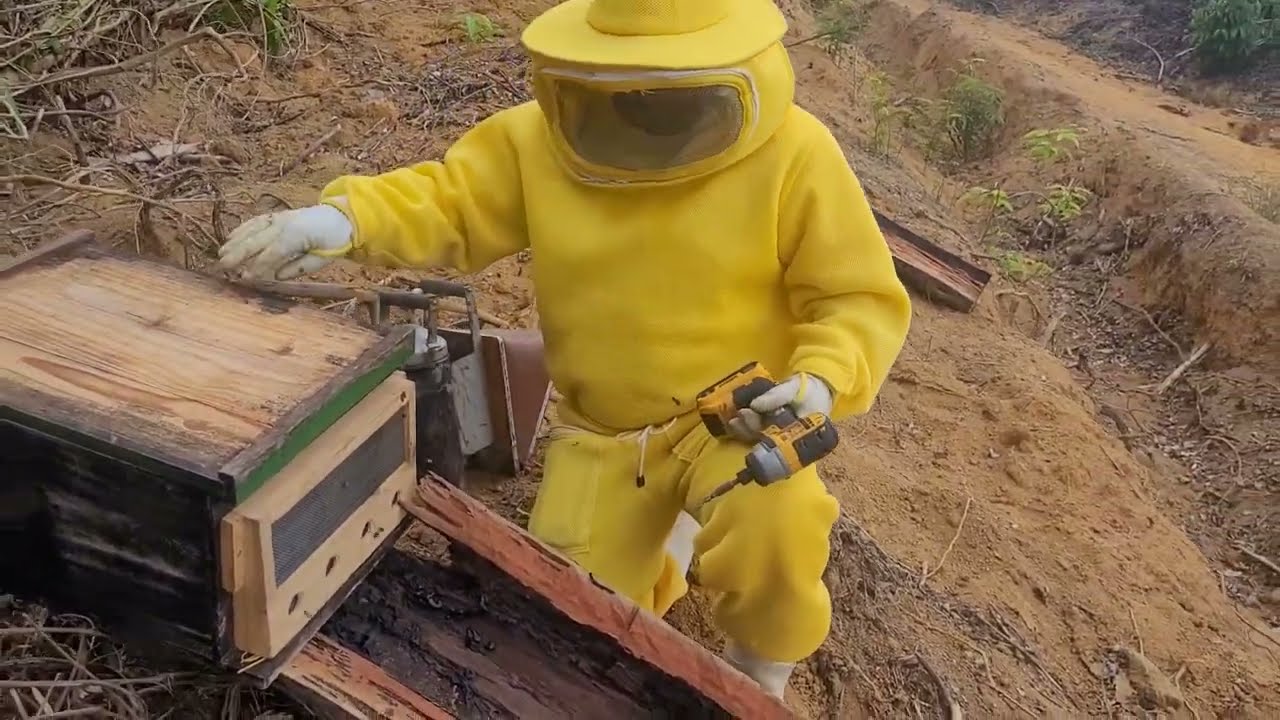 COMO TRANSPORTAR seu ENXAME de ABELHAS APIS de DIA com SEGURANÇA  🐝