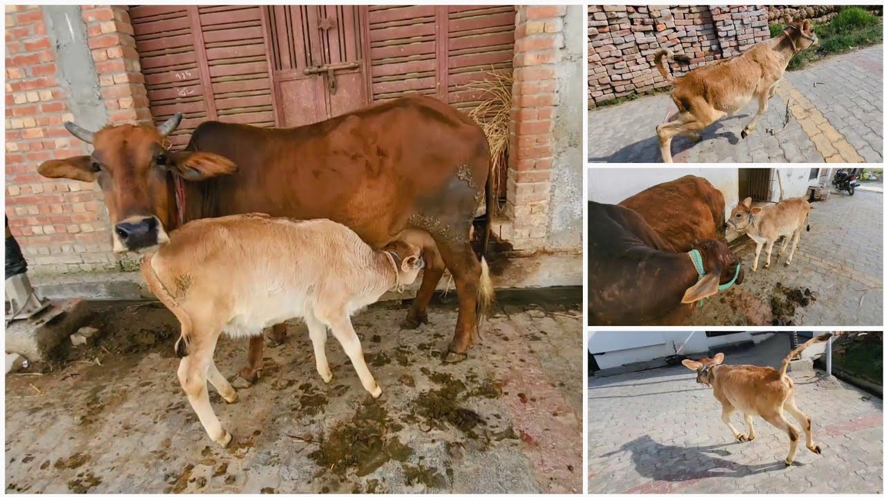 Es Cow Baby Ko Bahar Chhod Diya 😅 Or Isne Red Cow Ka Dudh Pe Liya 😆