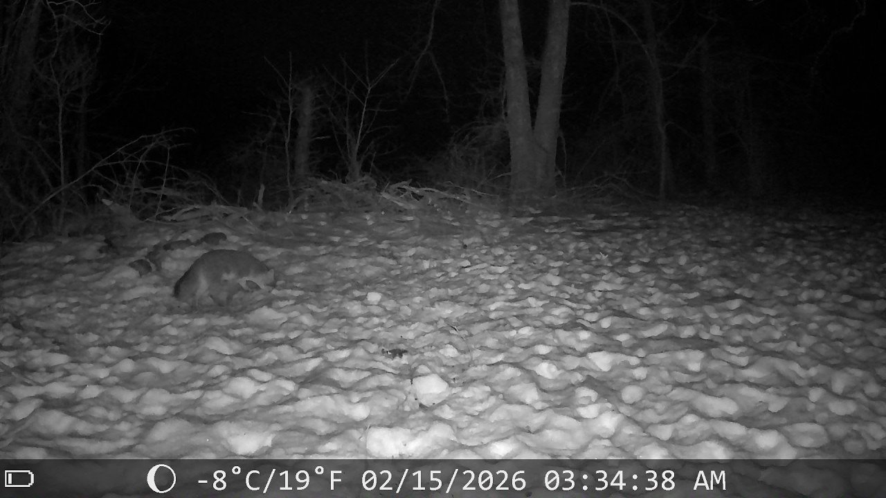 Life on the Property: Mixed Wildlife Day & Night | Deer, Fox,  & More