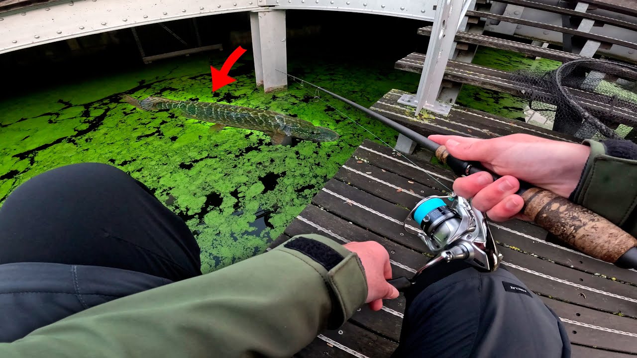 Une compétition de pêche aux leurres en pleine ville (Street Fishing Roubaix) feat @Univers Fishing